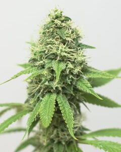 Acapulco Gold Feminized Cannabis Seeds