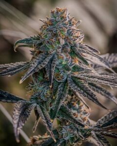 Birthday Cake Feminized Cannabis Seeds