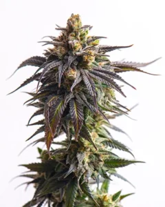 Critical Purple Autoflowering Cannabis Seeds