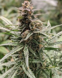 Girl Scout Cookies Feminized Seeds