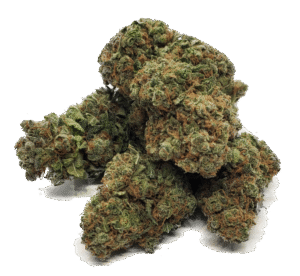 Gorilla Glue Cannabis Strain 25% – 28% THC