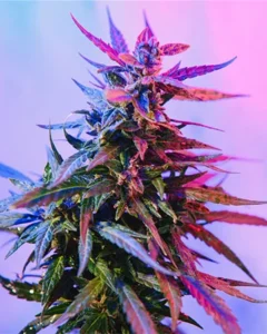 Granddaddy Purple Feminized Cannabis Seeds