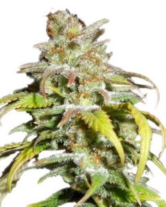Harlequin CBD Cannabis Seeds
