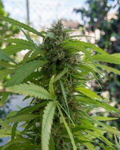 Northern Lights Autoflowering Cannabis Seeds