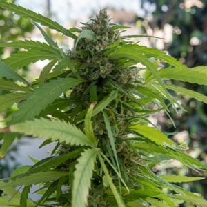 Northern Lights Autoflowering Cannabis Seeds