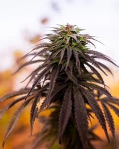 Blueberry Autoflowering Cannabis Seeds