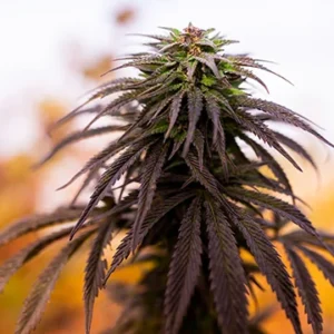 Blueberry Autoflowering Cannabis Seeds
