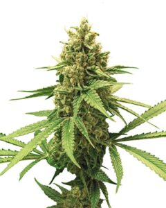 Gorilla Glue Autoflowering Cannabis Seeds